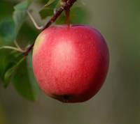 Smukt ahrista æble